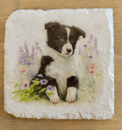 Decoupage Border Collie Coasters - Decoupage Border Collie Coasters - Decoupage Border Corder collie coasters, white square coaster, with black and white border collie image with flowers 