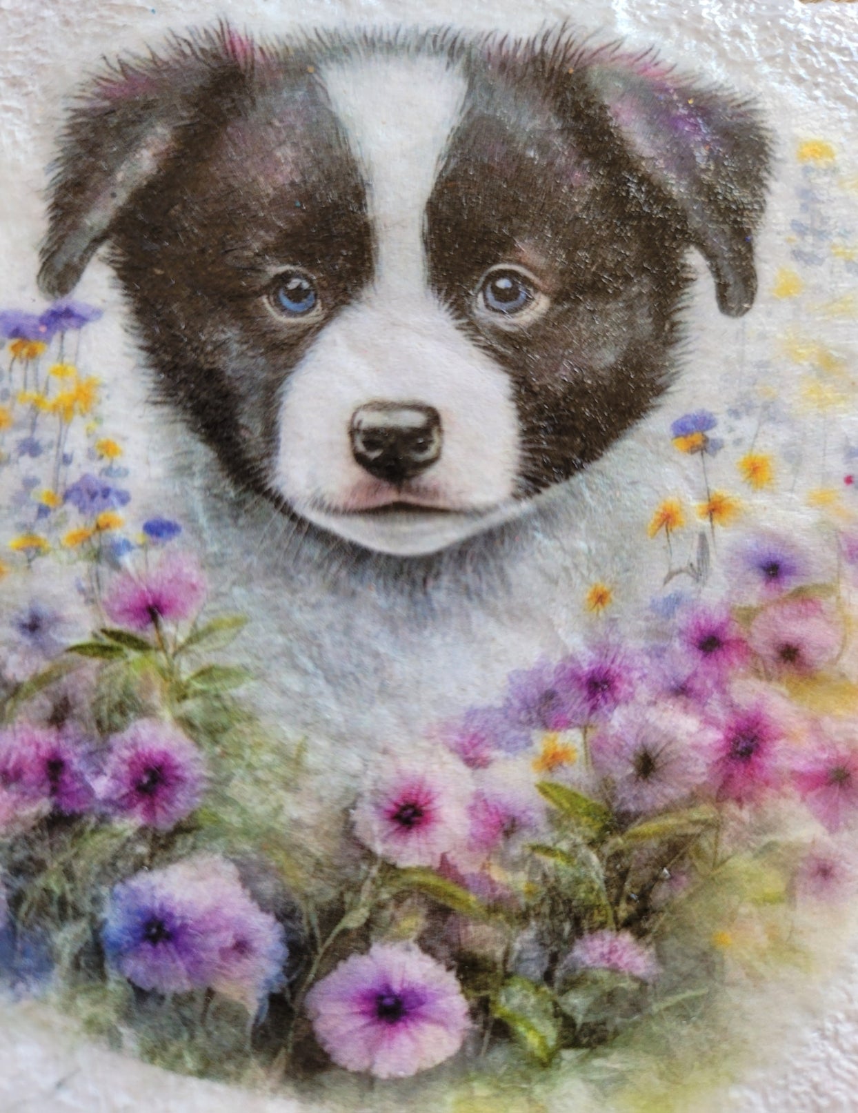 Decoupage Border Collie Coasters - Border collie puppy image on a white background with flowers