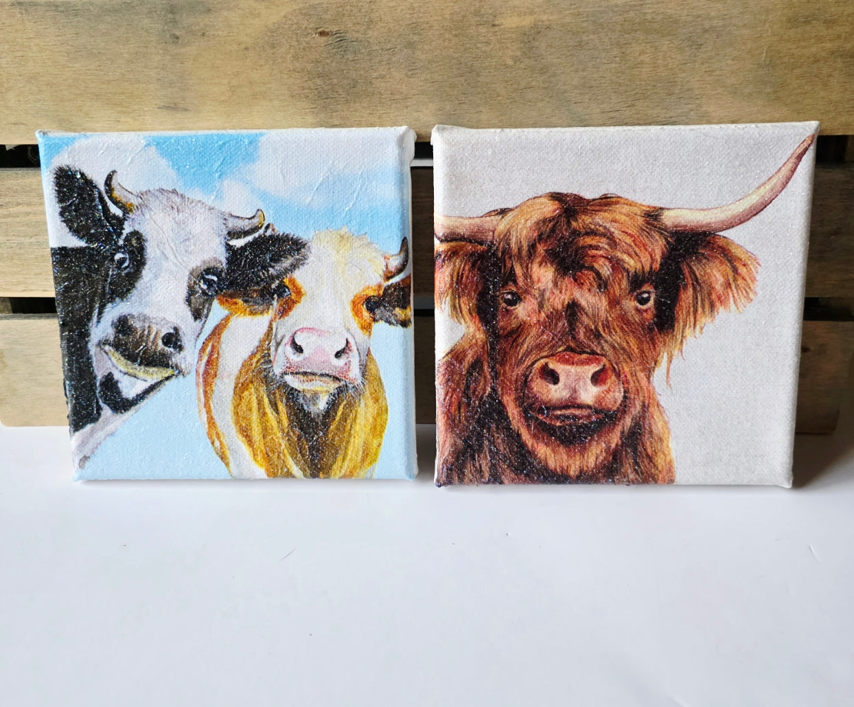 set of two cow pictures decoupaged onto stretched white canvas. One is of a black and white cow and a brown and white cow looking nosey, the other a highland cow